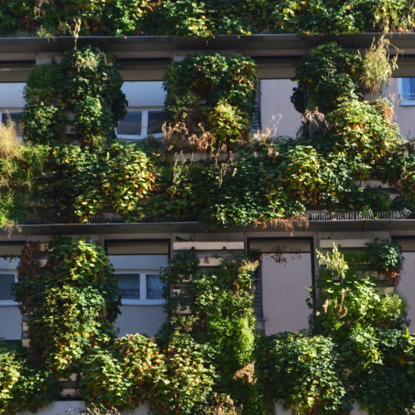 Climate-friendly facade greening in Vienna