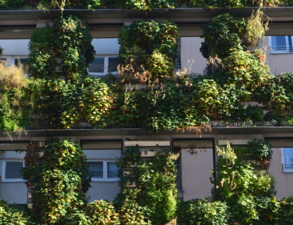 klimafreundliche Fassadenbegrünung in Wien