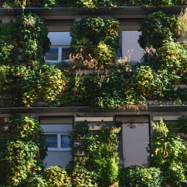 klimafreundliche Fassadenbegrünung in Wien