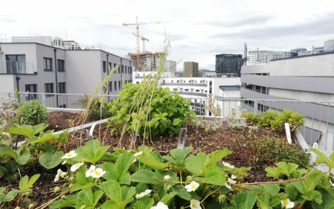 DIE WACHSENDE STADT IM SPIEGEL DER ZEIT