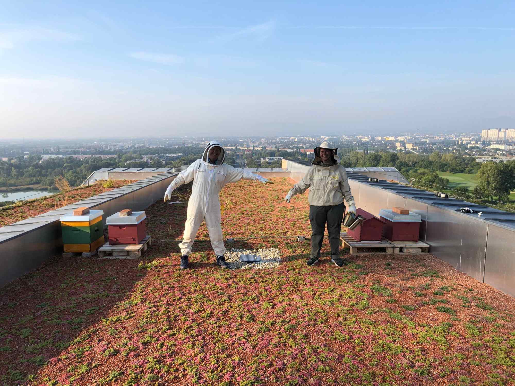 Bienenstöcke auf dem Dach von Wienerberger in der Biotope City