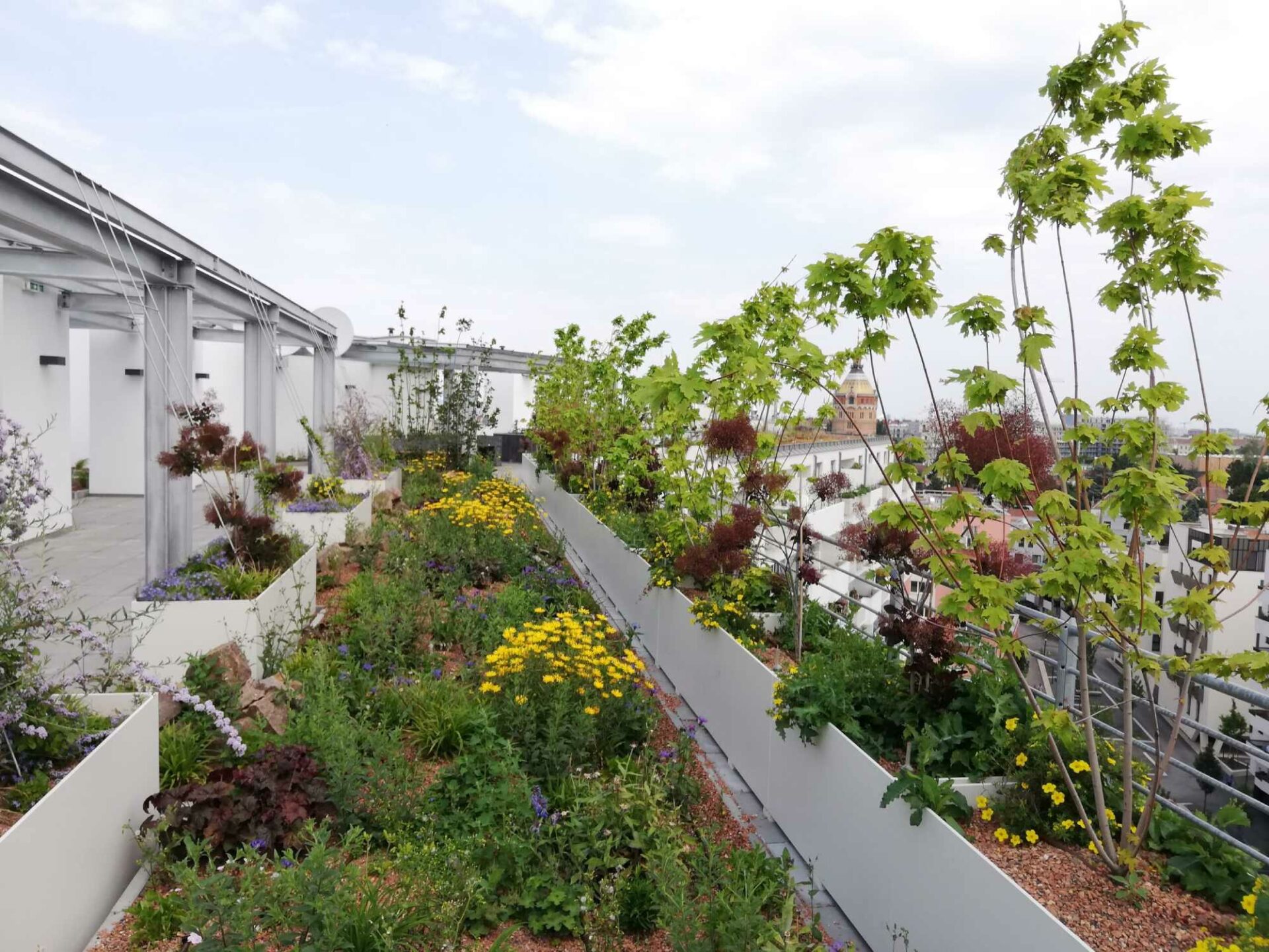 Der blühende Dachgarten auf dem Dach des WienSüd-Gebäudes der Biotope City.