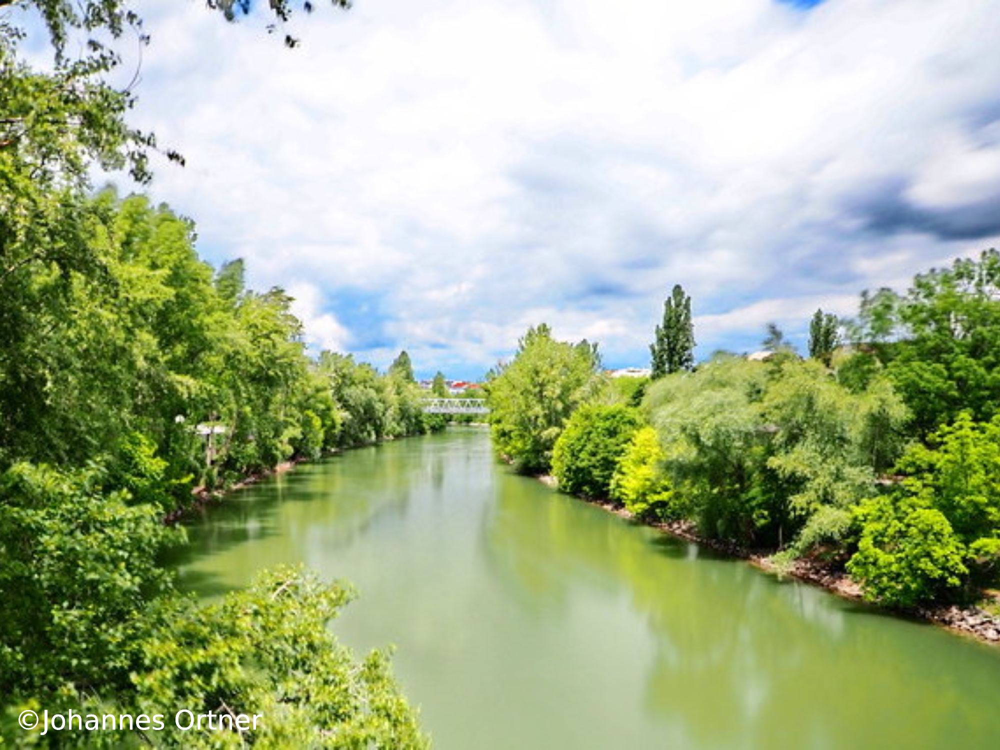 Ufervegetation des Donaukanals