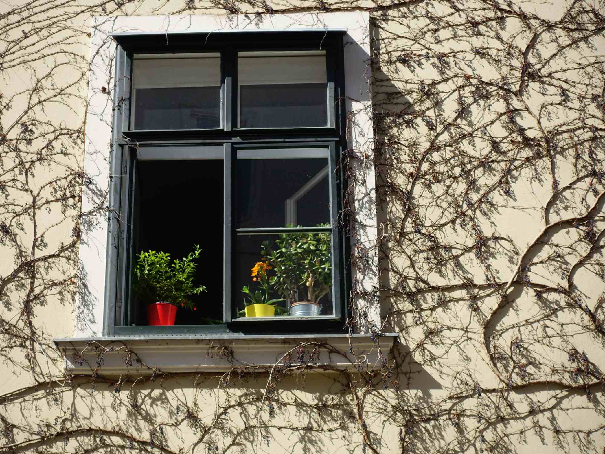 Grüne Wand im Schlossquadrat